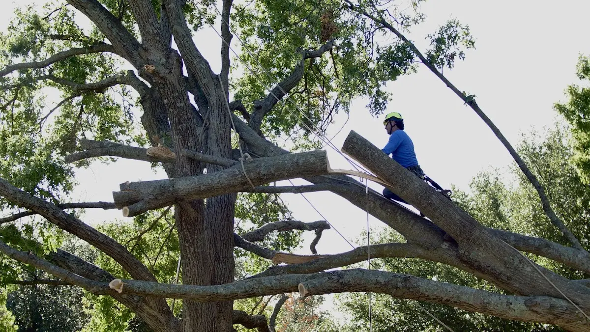 Professional Hazardous Tree Removal performed by certified arborists in Gulf